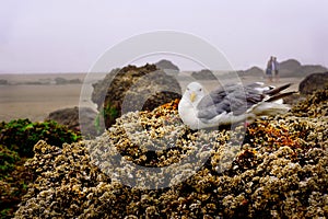 Sea gull bird tide pool rock beach