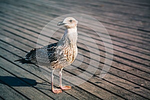 Sea gull bird on wooden pier.