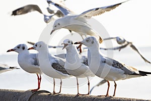Sea gull birds standing on sea bridge