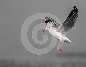 Sea Gull in black and white in mid flight