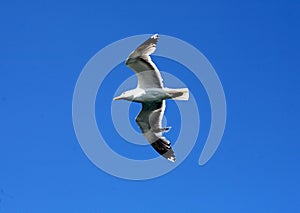 Sea gull on blue sky