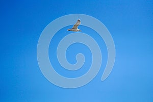Sea gull in the blue sky