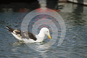 Sea Gull On Calm Water