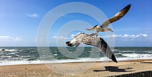 Sea gull carrying a starfish in Porto, Portugal photo