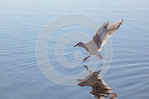 Sea gull close to the water surface