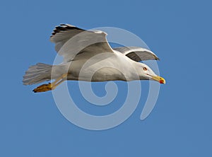 Sea gull detail