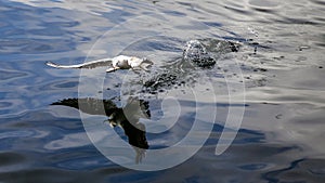 Sea gull fishing