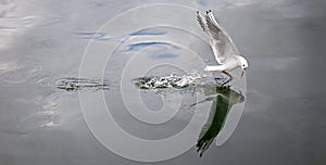 Sea gull fishing