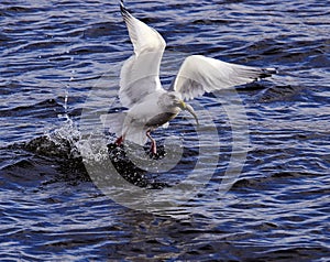 Sea gull fishing