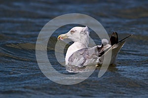 Sea Gull fishing in the water. Larus argentatus in the water