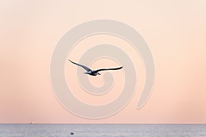 Sea gull flies over blue sea water in sunset light