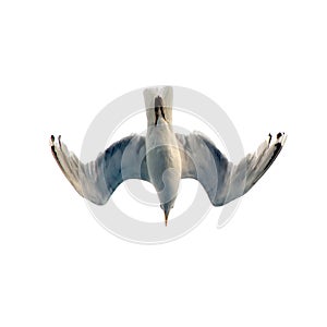 Sea gull flies in the sky. Isolated image on a white background