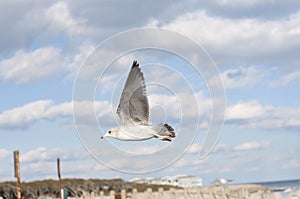 Sea Gull in Flight