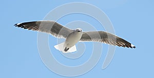 Sea Gull in Flight