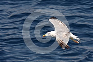 Sea gull in flight