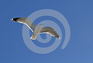 Sea Gull in Flight Against Blue Sky