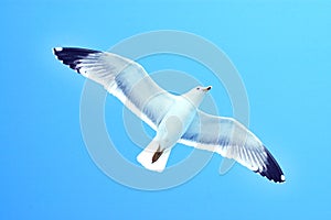 Sea gull in flight on a blue sky