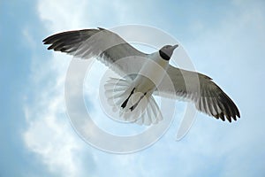 Sea gull in flight on blue sky