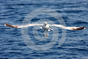 Sea gull in flight