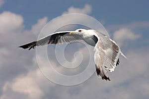 Sea gull in flight