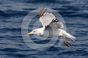 Sea gull in flight