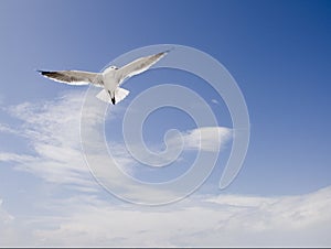Sea Gull in Flight with Clouds