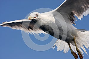 Sea gull in flight