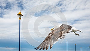 Sea Gull in flight