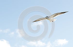 Sea Gull in flight