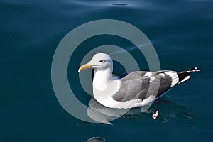 Sea Gull