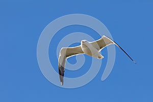 Sea gull in the blue sky of Spiekeroog. photo