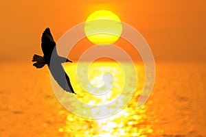 Sea gull fly over the sunset travel thailand