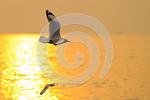 Sea gull fly over the sunset in thailand