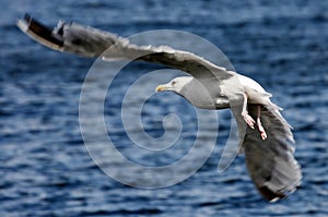 Sea-gull Flying