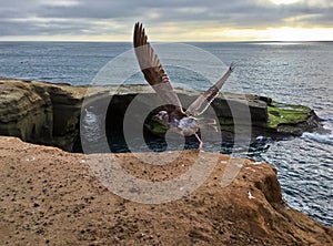 Sea gull flying