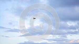 Sea gull flying away on cloudy, blue sky background, freedom concept. Stock. Beautiful gull bird soaring through the