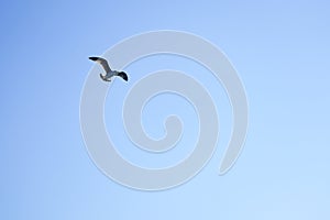 Sea-gull flying in a blue sky