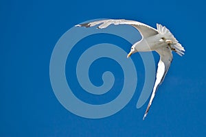 Sea gull flying with blue sky in background