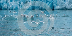 Greenland, sea gull flying in front of a glacier surrounded by more seagulls photo