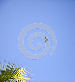 Sea gull flying high in the blue sky. Palm tree on sunny day