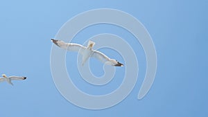 Sea gull flying high in the sky. Wild bird flying high in the sky. Wild nature. Blue sky with birds flying in it. Gull