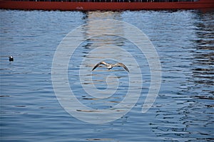 Sea gull flying low under the adriatic sea.Calm adriatic sea and bird flying ower it