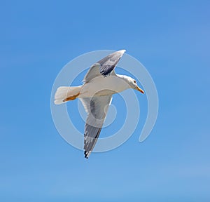 Sea gull flying with open wings, clear blue sky background