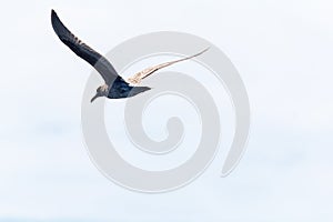 Sea gull flying