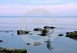 Sea gull flying over  the water of the  blue sea