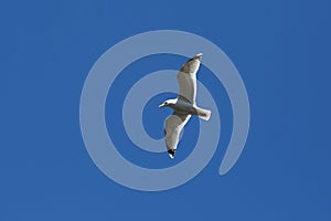 Sea gull flying in the sky