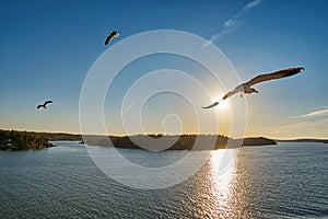 Sea Gull flying into sunrays