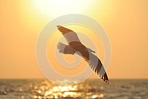 Sea gull flying to the sun