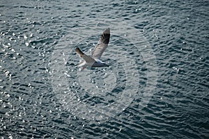 Sea gull flys on the sea