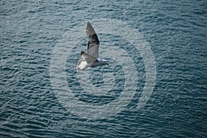 Sea gull flys on the sea